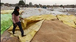 Low output, less wheat purchase: Punjab likely to suffer <span class='webrupee'>₹</span>600 crore revenue loss (HT) Low output, less wheat purchase: Punjab likely to suffer <span class='webrupee'>₹</span>600 crore revenue loss (HT)