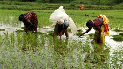 The YS Jagan Mohan Reddy government in Andhra Pradesh has come out with a direct cash transfer scheme for the consumers who do not want to take rice under the public distribution system from fair price shops. (HT Photo)