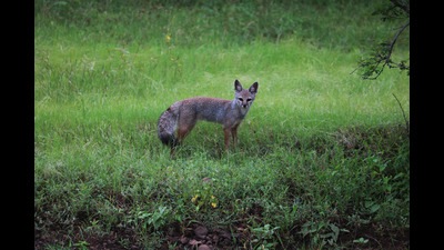 A happier fox than the one in Shihabuddin Poithumkadavu’s story! (Shutterstock) A happier fox than the one in Shihabuddin Poithumkadavu’s story! (Shutterstock)