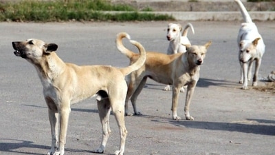 Representational image (HT FILE PHOTO)