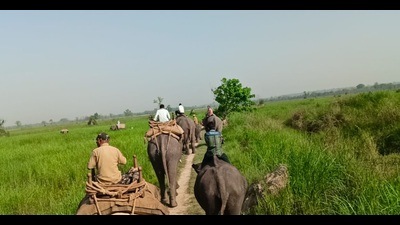 Dudhwa field staff carrying out rhino count in Dudhwa Tiger Reserve on Thursday. (HT PHOTO)