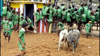 Tamil Nadu chief minister M K Stalin on Thursday announced a massive arena for Jallikattu in the Alanganallur town in Tamil Nadu’s Madurai district. (AP Photo)