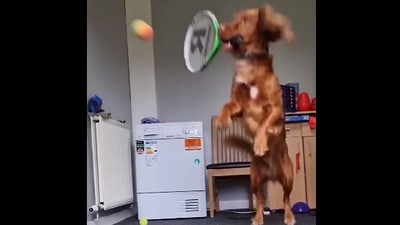 The image shows the dog holding a racquet in its mouth and playing tennis. (Instagram/@trickspaniel)