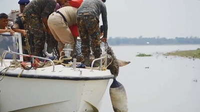 The image, taken from the Twitter video, shows the turtle being released. (Twitter/@ParveenKaswan)