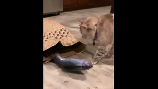 The cat looks at the paper bag instead of its new fish toy in this Instagram video.&nbsp;(Instagram/@nala_cat)