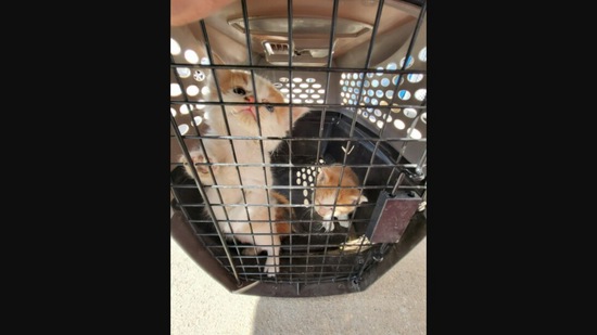 The kittens that git rescued from the Kansas hardware store. (facebook/@GCKSFire )