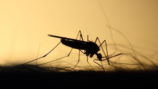 World Malaria Day is observed every year on April 25&nbsp;(Unsplash)