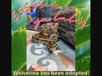 The image shows the python named Wolverine who recently went to his forever home. The image shows the python named Wolverine who recently went to his forever home.