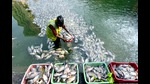 A worker collects hundreds of dead fish after they were spotted floating in the Banganga Tank at Walkeshwar Temple Complex, in Mumbai on Thursday. (Anshuman Poyrekar/HT PHOTO) A worker collects hundreds of dead fish after they were spotted floating in the Banganga Tank at Walkeshwar Temple Complex, in Mumbai on Thursday. (Anshuman Poyrekar/HT PHOTO)