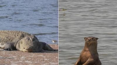 Census finds over 1,400 otters, 240 crocodiles in Ratnagiri district Census finds over 1,400 otters, 240 crocodiles in Ratnagiri district