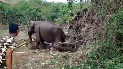 The image, taken from the Twitter video, shows the forest officials helping the ill elephant. (Twitter/@supriyasahuias)