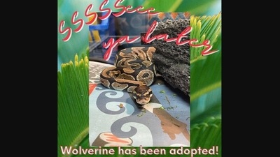 The image shows the python named Wolverine who recently went to his forever home. (Facebook/@COBAnimalShelter ) The image shows the python named Wolverine who recently went to his forever home. (Facebook/@COBAnimalShelter )