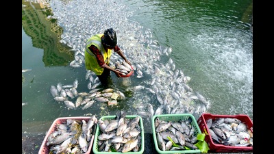 A worker collects hundreds of dead fish after they were spotted floating in the Banganga Tank at Walkeshwar Temple Complex, in Mumbai on Thursday. (Anshuman Poyrekar/HT PHOTO) A worker collects hundreds of dead fish after they were spotted floating in the Banganga Tank at Walkeshwar Temple Complex, in Mumbai on Thursday. (Anshuman Poyrekar/HT PHOTO)