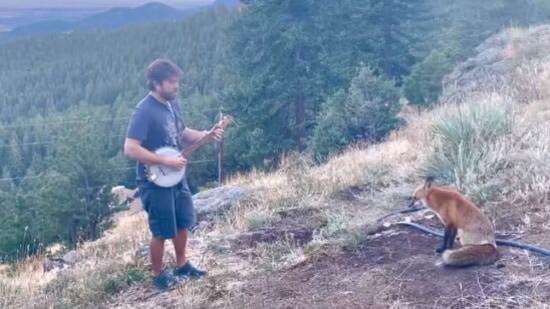 The image, taken from the viral video, shows the man playing banjo for the wild fox.(YouTube/Andy Thorn — ThornHub)