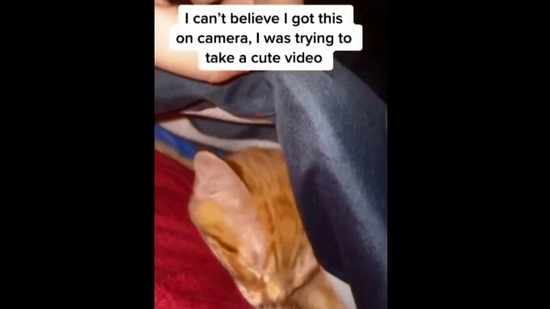 The image, taken from the Reddit video, shows the human trying to record a cute video of a cat before being interrupted by another kitty.(Reddit/@tupapirico1)