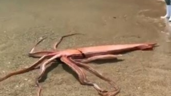 Watch: In rare sighting, giant squid washes ashore alive in Japan