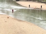 The image shows the rescuers walking towards the stranded dog. The image shows the rescuers walking towards the stranded dog.