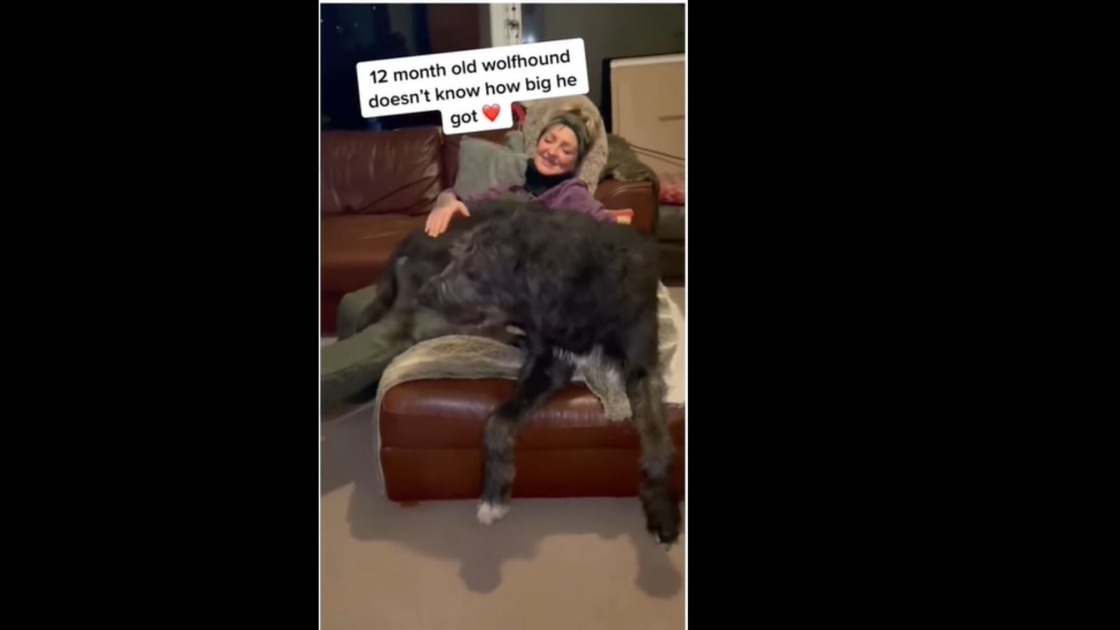 Huge black dog tries to get on couch but is unable to do so ...