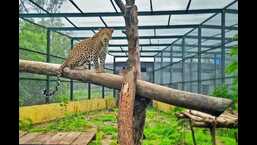 Deputy chief minister Ajit Pawar has instructed the forest officers to prepare a detailed project report (DPR) for the leopard safari which is planned at Junnar tehsil in the Pune district. (WILDLIFE SOS/FILE PHOTO)
