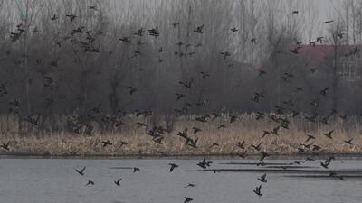 Hokersar wetland on the Srinagar’s outskirts with its vast waterways, marshes and vegetation is the biggest in the city and the second biggest in the Kashmir valley (HT Photo) Hokersar wetland on the Srinagar’s outskirts with its vast waterways, marshes and vegetation is the biggest in the city and the second biggest in the Kashmir valley (HT Photo)