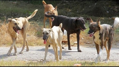 Villagers have approached district officials to get rid of the stray dogs but nothing has been done yet to catch the canines and ensure safety of children. (Pic for representation)