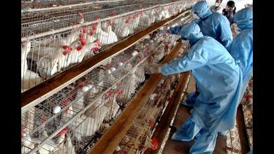 ​​The poultry farms in Panchkula were directed to maintain proper cleanliness and regularly use medicines in poultry feed and spray insecticides for destruction of adult flies (Representative image/ASSOCIATED PRESS)