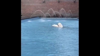 The dog lies in a pool of water after being tired of playing with a baby.&nbsp; (baron.goldenretriever/Instagram )
