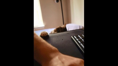 The image, taken from the Reddit video, shows the cat and its human. (Reddit/@blaQriot)