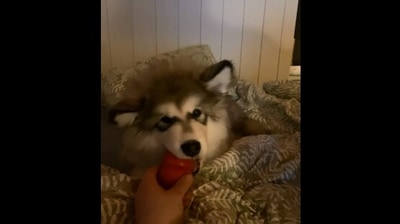 The image, taken from the Reddit video, shows a dog playing with a toy. (Reddit/@h410G3n)