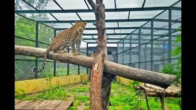 Deputy chief minister Ajit Pawar has instructed the forest officers to prepare a detailed project report (DPR) for the leopard safari which is planned at Junnar tehsil in the Pune district. (WILDLIFE SOS/FILE PHOTO) Deputy chief minister Ajit Pawar has instructed the forest officers to prepare a detailed project report (DPR) for the leopard safari which is planned at Junnar tehsil in the Pune district. (WILDLIFE SOS/FILE PHOTO)