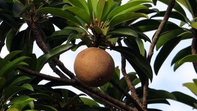 Reduces joint pain: Chikoo has anti-inflammatory properties that help in improving the problems of the digestive tract and reduce inflammation by lessening the problem of swelling and joint pain. (Pixabay) Reduces joint pain: Chikoo has anti-inflammatory properties that help in improving the problems of the digestive tract and reduce inflammation by lessening the problem of swelling and joint pain. (Pixabay)