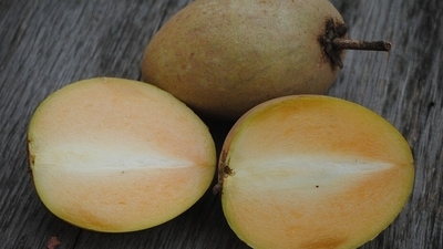 Cures cold and cough: Chikoo is effective in keeping congestion and chronic coughs at bay by removing the phlegm and mucus from the nasal passage and respiratory tract. (Pixabay) Cures cold and cough: Chikoo is effective in keeping congestion and chronic coughs at bay by removing the phlegm and mucus from the nasal passage and respiratory tract. (Pixabay)