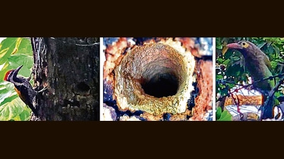 The woodpecker, hole nest and barbet at the Malhotras’ home, Sector 16. (PHOTOS: ANIL MALHOTRA) The woodpecker, hole nest and barbet at the Malhotras’ home, Sector 16. (PHOTOS: ANIL MALHOTRA)