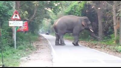 tusker crossing the road (ht)