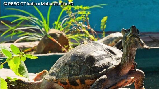 All of the rehabilitated species are protected under Schedule 1 of the Wildlife Protection Act, 1972, and their natural population distribution is scattered across the Ganga river basin in north India (HT Photo)