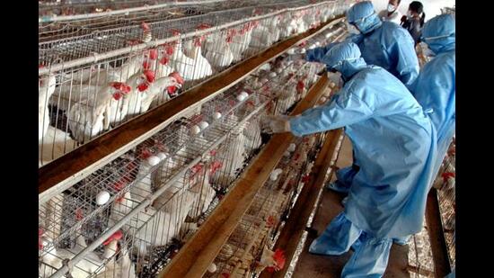 The poultry farms in Panchkula were directed to maintain proper cleanliness and regularly use medicines in poultry feed and spray insecticides for destruction of adult flies (Representative image/ASSOCIATED PRESS)