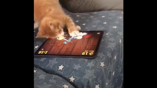 The image, taken form the Twitter video, shows the cat playing a game on a tablet.(Screengrab)