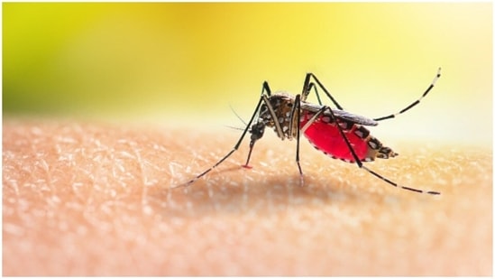 World Malaria Day 2022: Yoga asanas to relieve symptoms of fever(Unsplash)