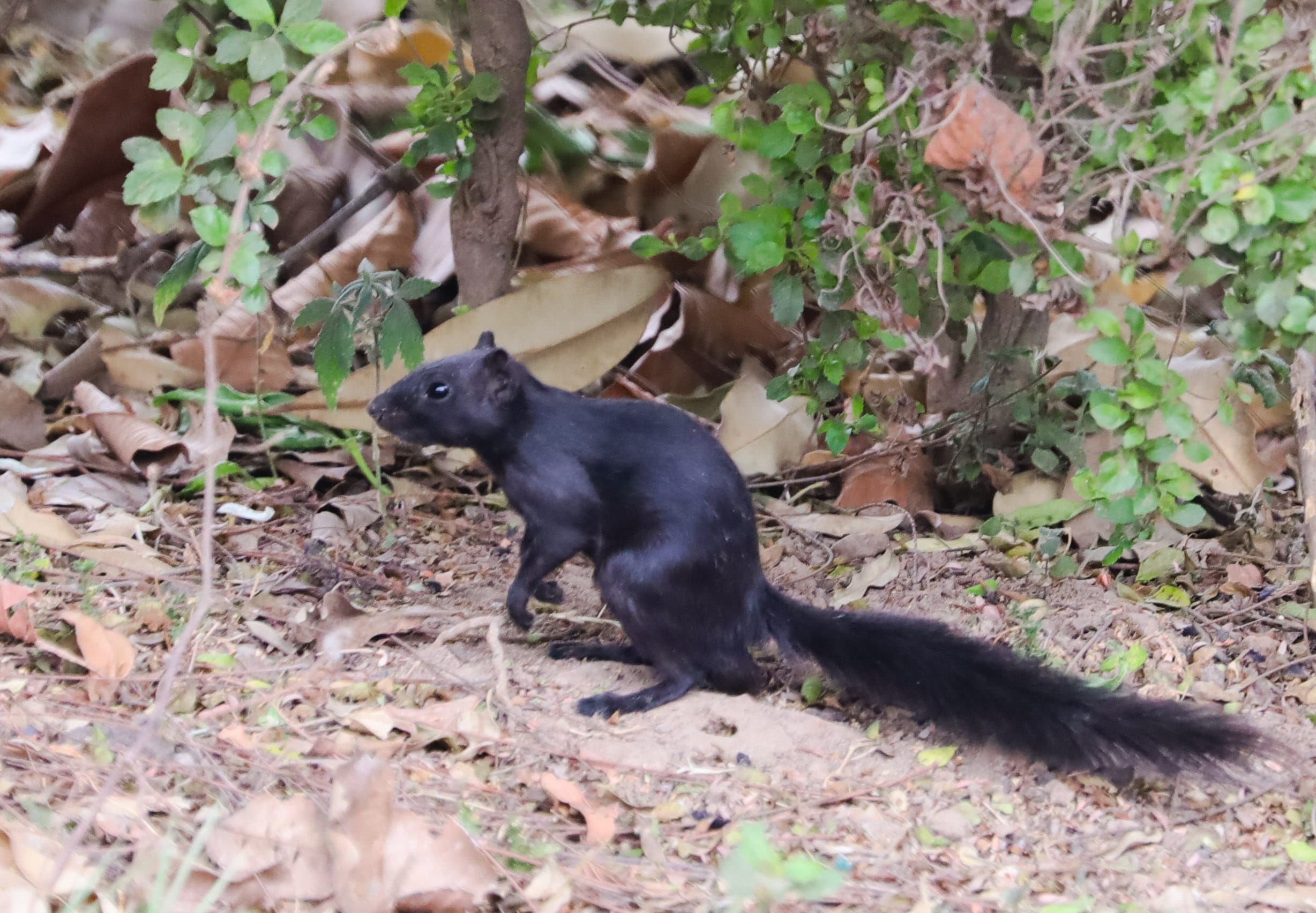 The melanistic squirrel at Panjab University. (PHOTO: UPENDRA GOSWAMI) The melanistic squirrel at Panjab University. (PHOTO: UPENDRA GOSWAMI)