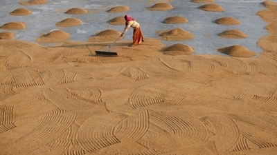 The Food Corporation of India (FCI), the Centre’s grain-handling agency, has already amassed 8.8 million tonne of rice fortified with iron for distribution and supply in specific schemes. (File image) The Food Corporation of India (FCI), the Centre’s grain-handling agency, has already amassed 8.8 million tonne of rice fortified with iron for distribution and supply in specific schemes. (File image)
