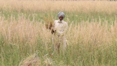 Farm experts and progressive farmers in Punjab see hope in the emerging trend as the low-cost input mustard crop is instrumental in conserving water. (Sanjeev Kumar/HT) Farm experts and progressive farmers in Punjab see hope in the emerging trend as the low-cost input mustard crop is instrumental in conserving water. (Sanjeev Kumar/HT)