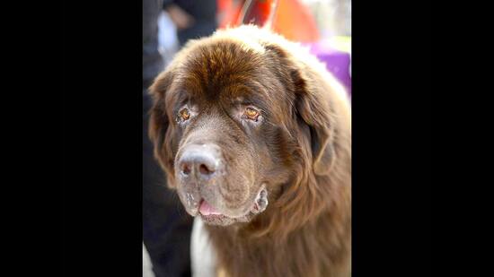 The woman and she sustained multiple injuries on her left hand after being bitten by the dog. (Representative image)