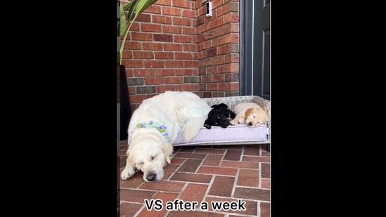 A screengrab of the video of a dog bonding with foster puppies.&nbsp;(ladyandtheblues/Instagram)