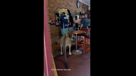 A screengrab of the video of a kangaroo casually walking into a bar. (australian.animals/Instagram) A screengrab of the video of a kangaroo casually walking into a bar. (australian.animals/Instagram)