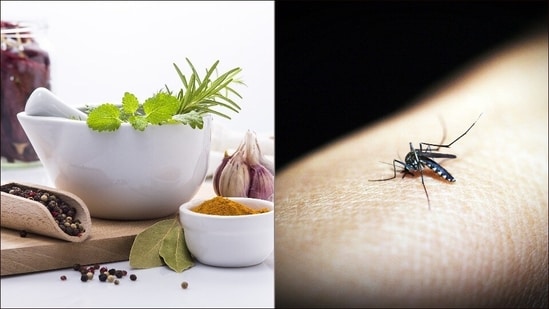 World Malaria Day 2022: Health expert shares 3 kitchen remedies to fight malaria&nbsp;(Pixabay)