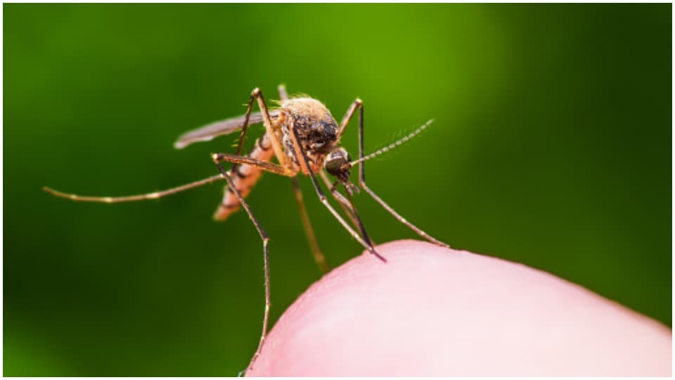 Malaria remains a menace across Africa. The continent carries by far the world’s largest disease burden: 94% of cases and 96% of deaths occur across the continent. (Unsplash)