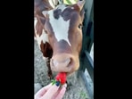 The cute cow gets fed a strawberry in this viral Instagram video. (Instagram/@thorneswithhorns) The cute cow gets fed a strawberry in this viral Instagram video. (Instagram/@thorneswithhorns)