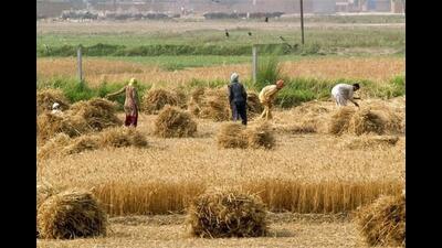 The prices jumped from ₹600 to ₹700 per quintal in the past two weeks when harvest was at its peak. Fodder traders are expecting the prices of fodder to reach near the wheat MSP of ₹2,015 in the next couple of months. (HT File) The prices jumped from ₹600 to ₹700 per quintal in the past two weeks when harvest was at its peak. Fodder traders are expecting the prices of fodder to reach near the wheat MSP of ₹2,015 in the next couple of months. (HT File)