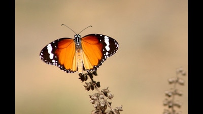 Birds, bees and butterflies use plants and trees for a variety of reasons: as a source of food, a source of shelter and a place to rest. (File photo by Praful Gangurde / HT) Birds, bees and butterflies use plants and trees for a variety of reasons: as a source of food, a source of shelter and a place to rest. (File photo by Praful Gangurde / HT)