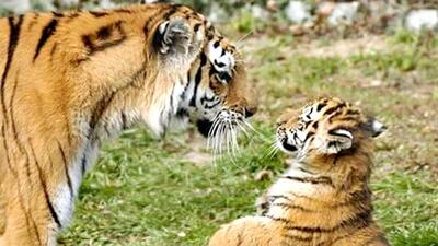 A territorial fight is a natural phenomenon in an area with a high density of tigers. said Bandhavgarh Tiger Reserve field director (Representative Image/Danish Khan)